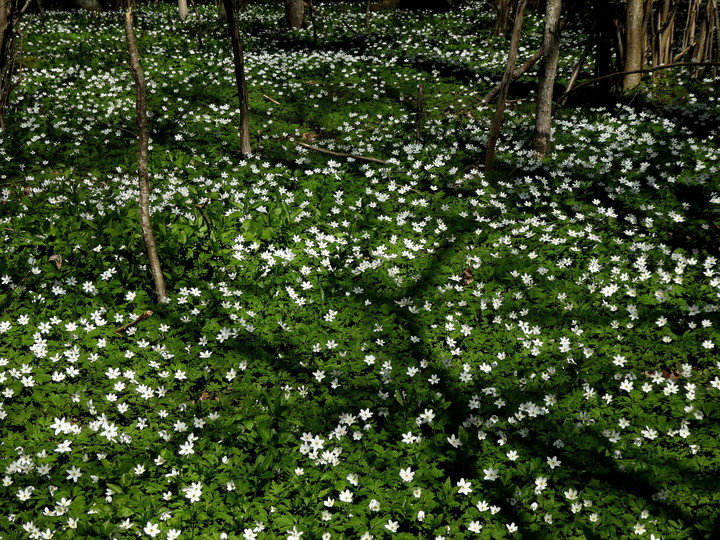 Anemone nemorosa