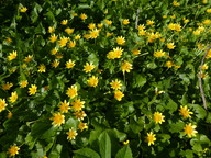 Ranunculus ficaria