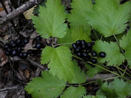 Actaea spicata