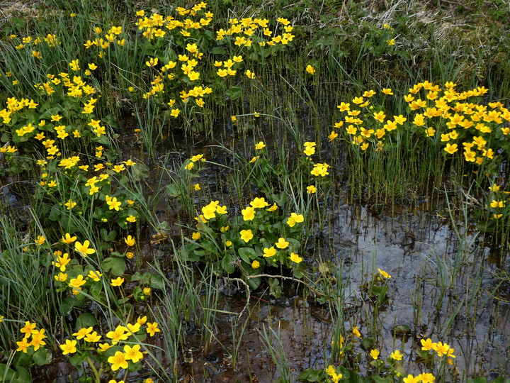 Caltha palustris