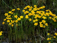 Caltha palustris