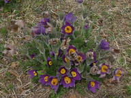 Pulsatilla vulgaris