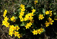 Caltha palustris