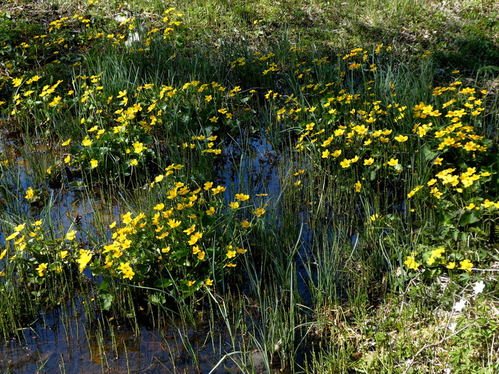 Caltha palustris