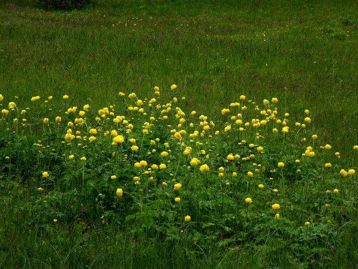 Trollius europaeus