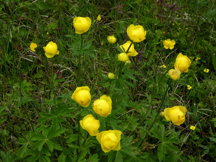 Trollius europaeus