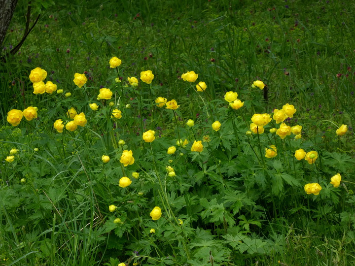 Trollius europaeus