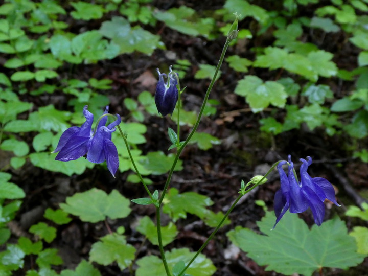 Aquilegia vulgaris