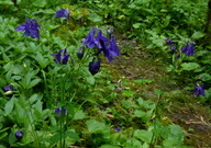 Aquilegia vulgaris