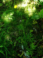 Ranunculus polyanthemos