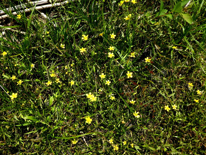 Ranunculus reptans