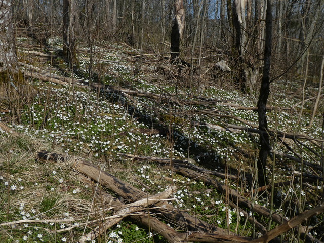 Anemone nemorosa