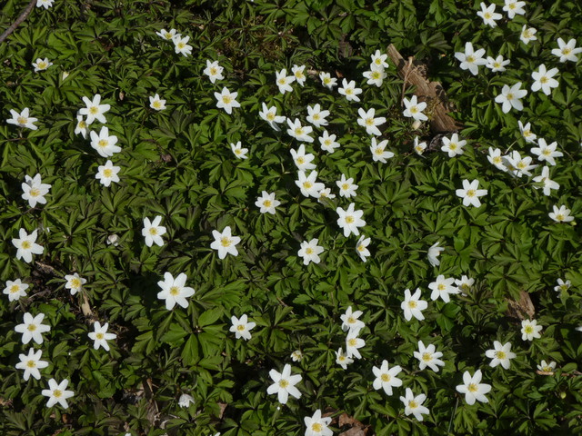 Anemone nemorosa