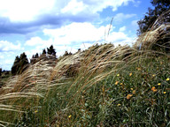 Stipa pennata