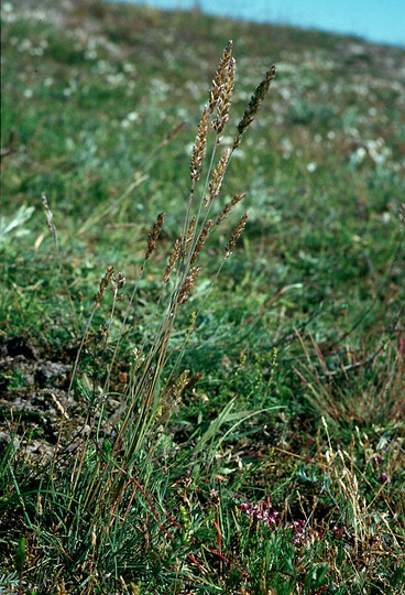 Koeleria glauca