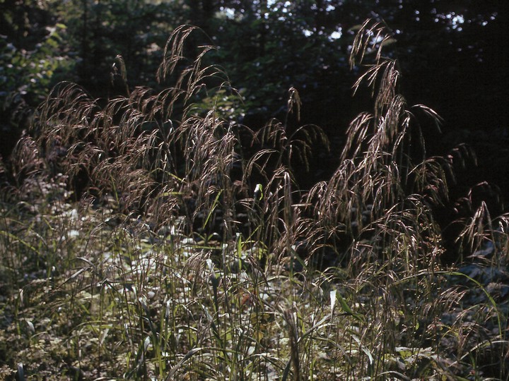 Bromus ramosus