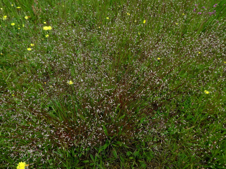 Deschampsia flexuosa