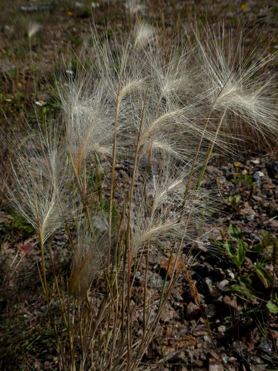 Hordeum jubatum