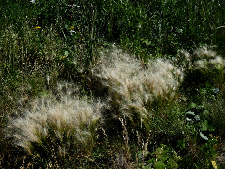 Hordeum jubatum