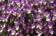 Viola tricolor