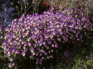 Viola tricolor