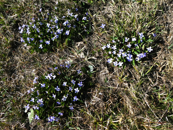 Viola canina x riviniana