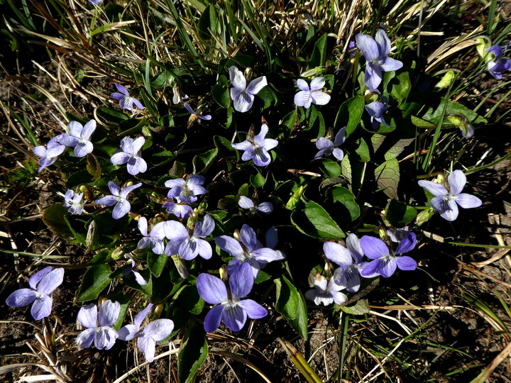 Viola canina x riviniana