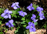 Viola hirta