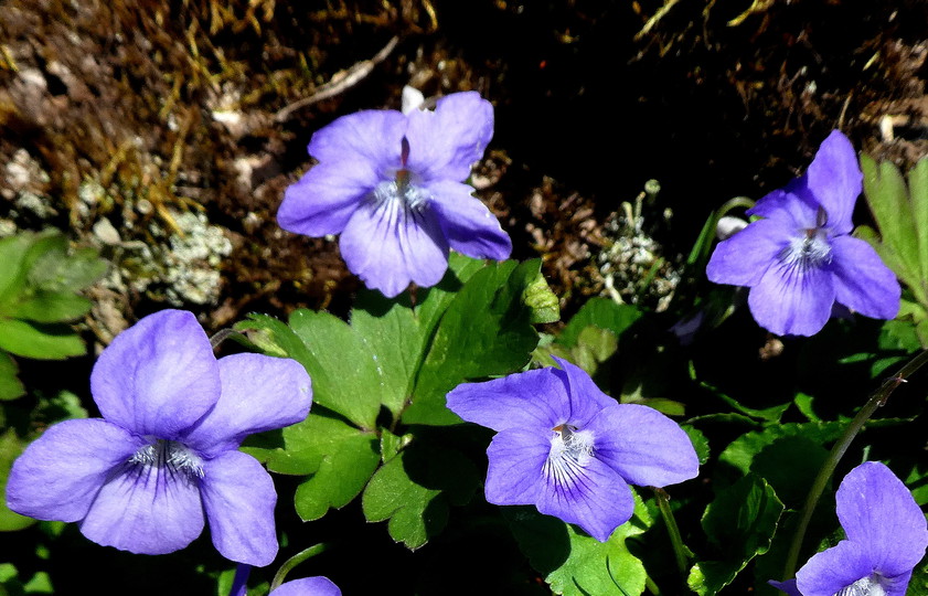 Viola hirta