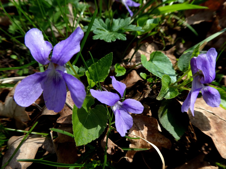 Viola hirta