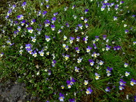 Viola tricolor