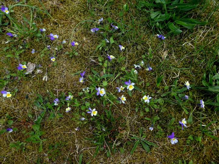 Viola tricolor