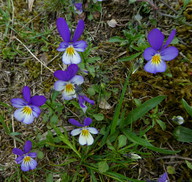 Viola tricolor