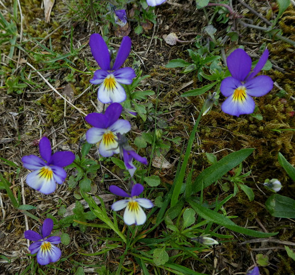 Viola tricolor