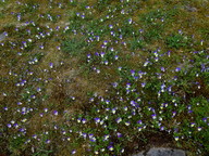 Viola tricolor