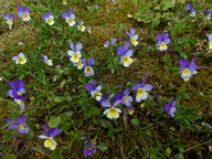 Viola tricolor