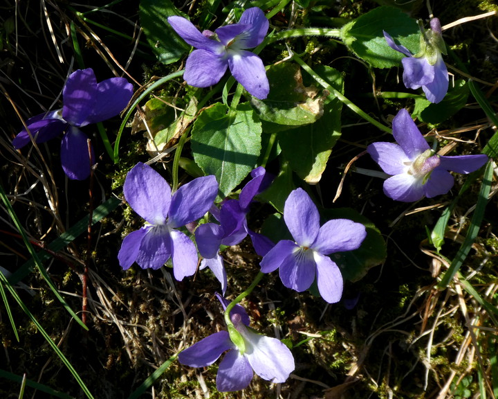 Viola hirta