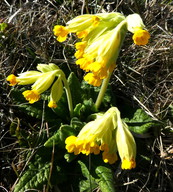 Primula veris