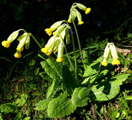 Primula veris