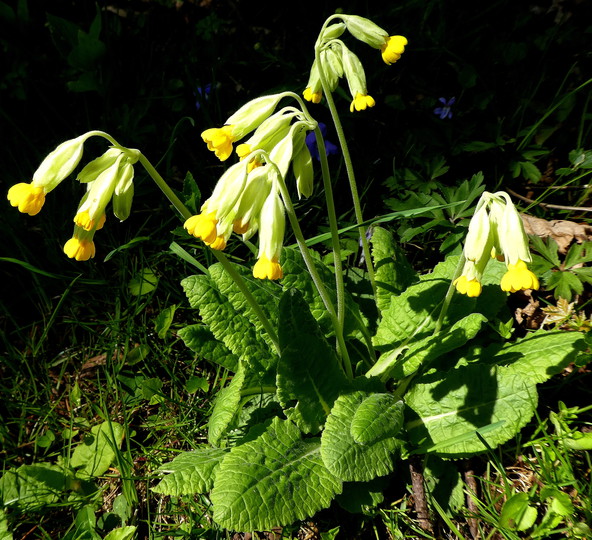 Primula veris