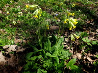 Primula veris