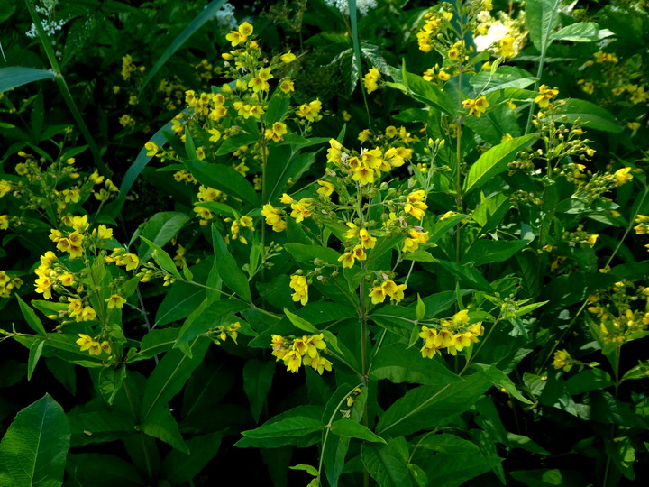 Lysimachia vulgaris