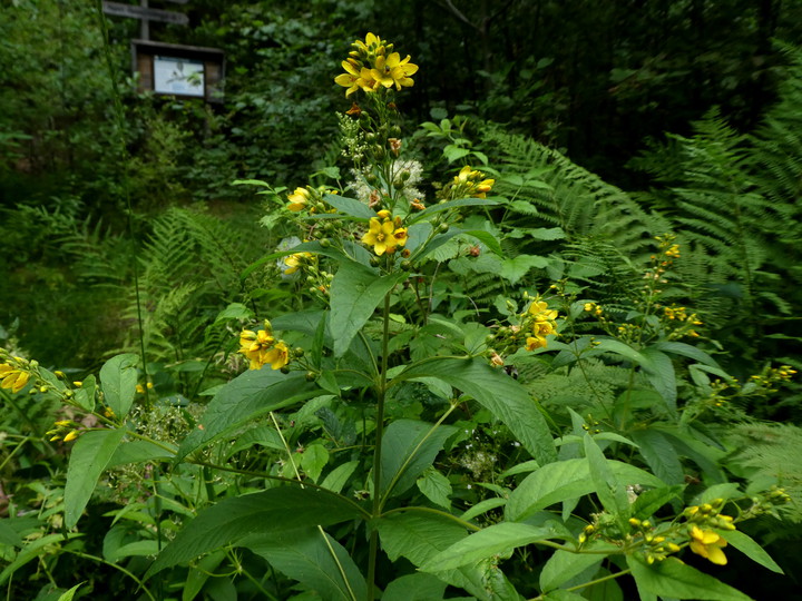 Lysimachia vulgaris