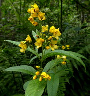 Lysimachia vulgaris