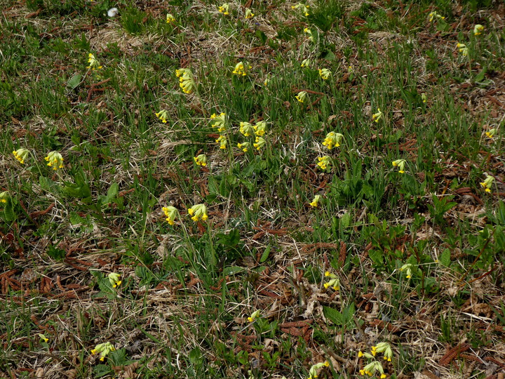 Primula veris