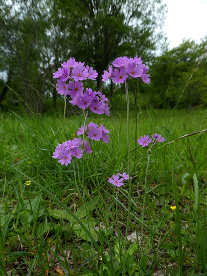 Primula farinosa