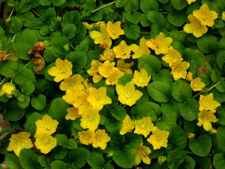 Lysimachia nummularia