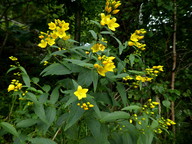 Lysimachia vulgaris