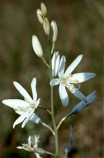 Anthericum liliago