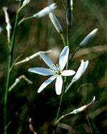 Anthericum liliago